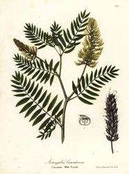 Canadian milk-vetch, Astragalus canadensis