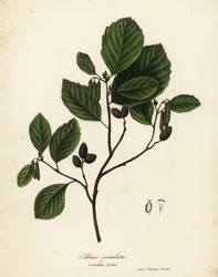 Common Alder, Hazel Alder or Smooth Alder, Alnus Serrulata