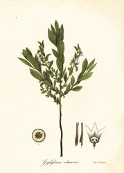 Dwarf huckleberry, bush huckleberry or gopherberry