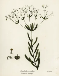 Flowering Spurge, Euphorbia corollata