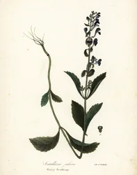 Hairy Scullcap, Scutellaria Elliptica (Scutellaria Pilosa)