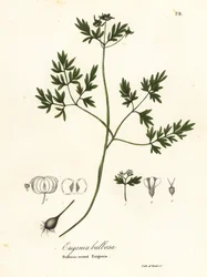 Harbinger of spring, pepper and salt or bulbous-rooted erigenia, Erigenia bulbosa