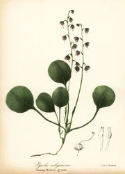 Liverleaf wintergreen, bog wintergreen or pink wintergreen, Pyrola asarifolia