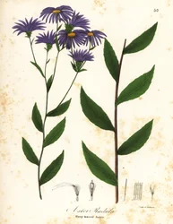 Low rough aster or rough wood aster, Eurybia radula