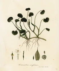 Mud plantain or water hyacinth