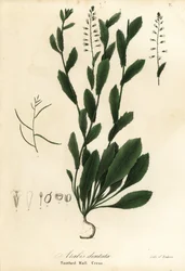 Toothed Wall Cress, Arabis dentata