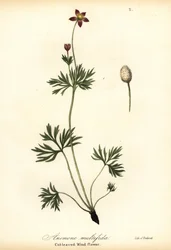 Pacific Anemone or Cut-leaved Windflower, Anemone Multiflida