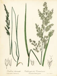 Prairie Wedgescale, Sphenopholis obtusata, and Canadian Reed-Grass, Calamagrostis canadensis
