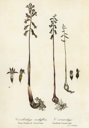 Spotted coralroot and fall coral-root