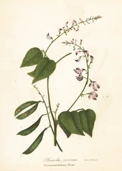 Wild Kidney Bean, Phaseolus polystachios (Perennial Kidney-Bean, Phaseolus perennis)