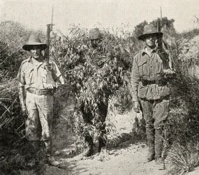 A Turkish sniper, disguised as a bush, in custody after being captured by ANZAC troops, from 