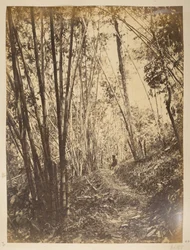 Bamboo Forest on the Teesta. Views of Darjeeling, 1870