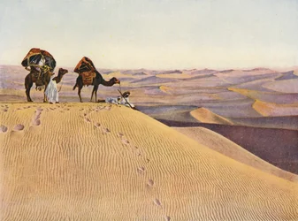 Camels in the Sahara