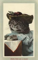 Cat wearing a hat