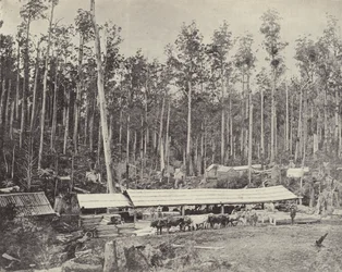 Childers Sawmill, Gippsland
