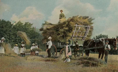 Farm Workers Harvesting in the Fields