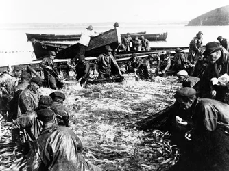 Herring Catch