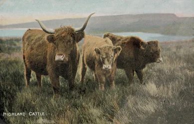 Highland Cattle