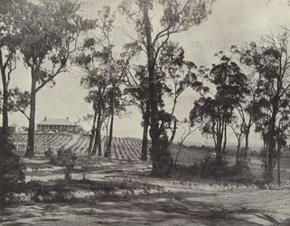 Scene on the Gembrook Road, Victoria