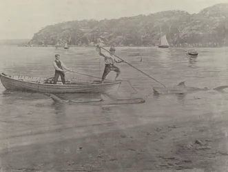 Shark Fishing, Chowder Bay