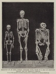 Skeleton of an Akka Woman compared with those of a Man of Ordinary Height and Du Chaillu