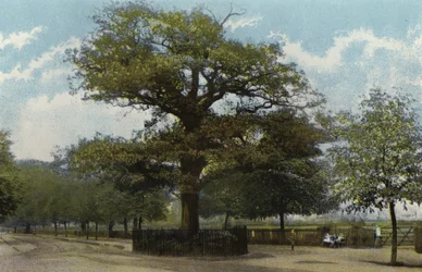 The Midland Oak, Leamington