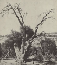 The Oak of Mamre; Abraham