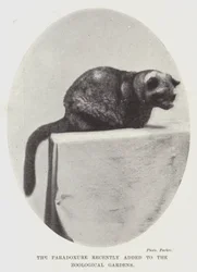 The Paradoxure recently added to the Zoological Gardens