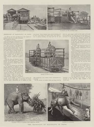 The Transport of Elephants in India