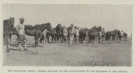 The Transvaal Crisis, Horses brought up for Distribution to the Troopers of the Column