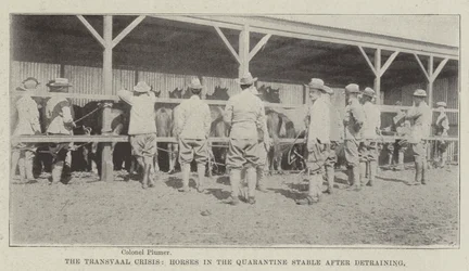 The Transvaal Crisis, Horses in the Quarantine Stable after Detraining