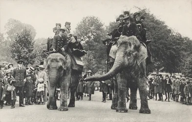 The elephants of London Zoo in Regent