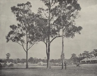 Toongabbie