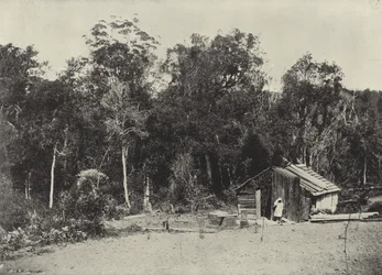 Woodcutter