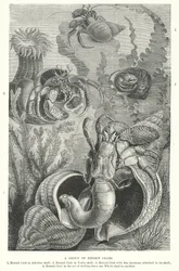 A Group of Hermit Crabs