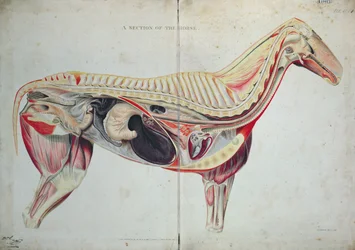 A Section of the Horse