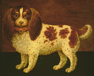 A Spaniel