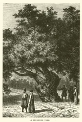 A Sycamore Tree