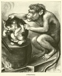 A Wicked Monkey