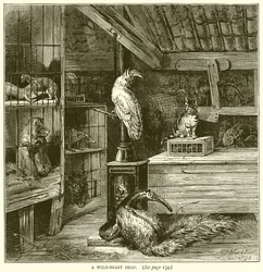 A Wild-Beast Shop