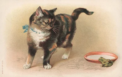 A cat watching a frog