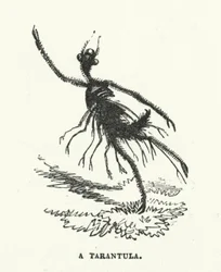 A tarantula