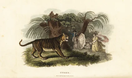A Tiger, Panthera tigris, Frightened Away by an English Woman Waving an Umbrella