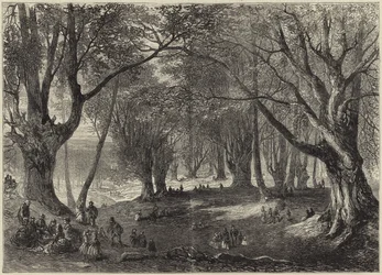 A View in Epping Forest