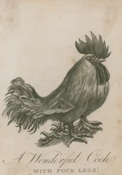 A wonderful cock with four legs