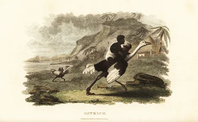 African men and boys riding tame ostriches at a French factory near Podor, Senegal