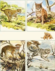 All Sorts of Big Cats