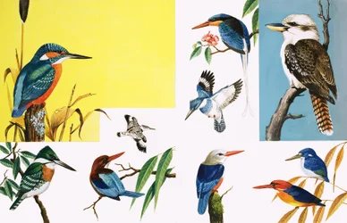 All sorts of Kingfishers