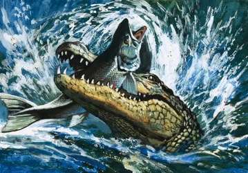 Alligator Eating Fish