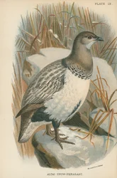 Altai Snow-Pheasant